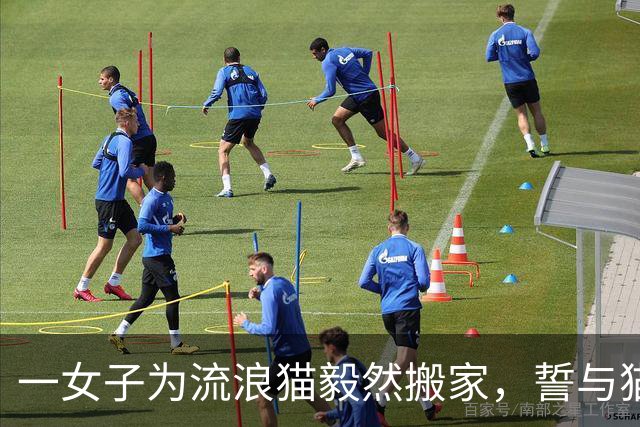 一女子为流浪猫毅然搬家，誓与猫咪共生